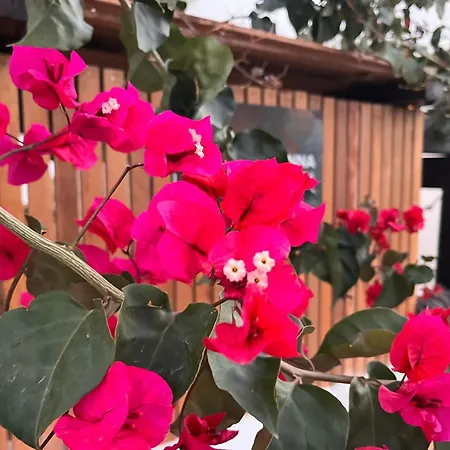 Casa Senna 公寓 科拉雷侯